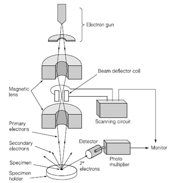 764_Transmission and scanning electron microscopy 1.png